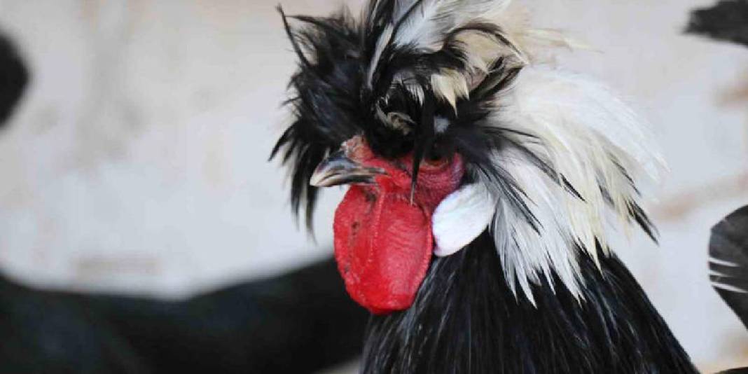 Hobisi yeniliğe itti, iş yerine kuluçhane getirdi! Yurt dışından özel getirtip yetiştiriyor,  oldukça ilgi görüyor 5